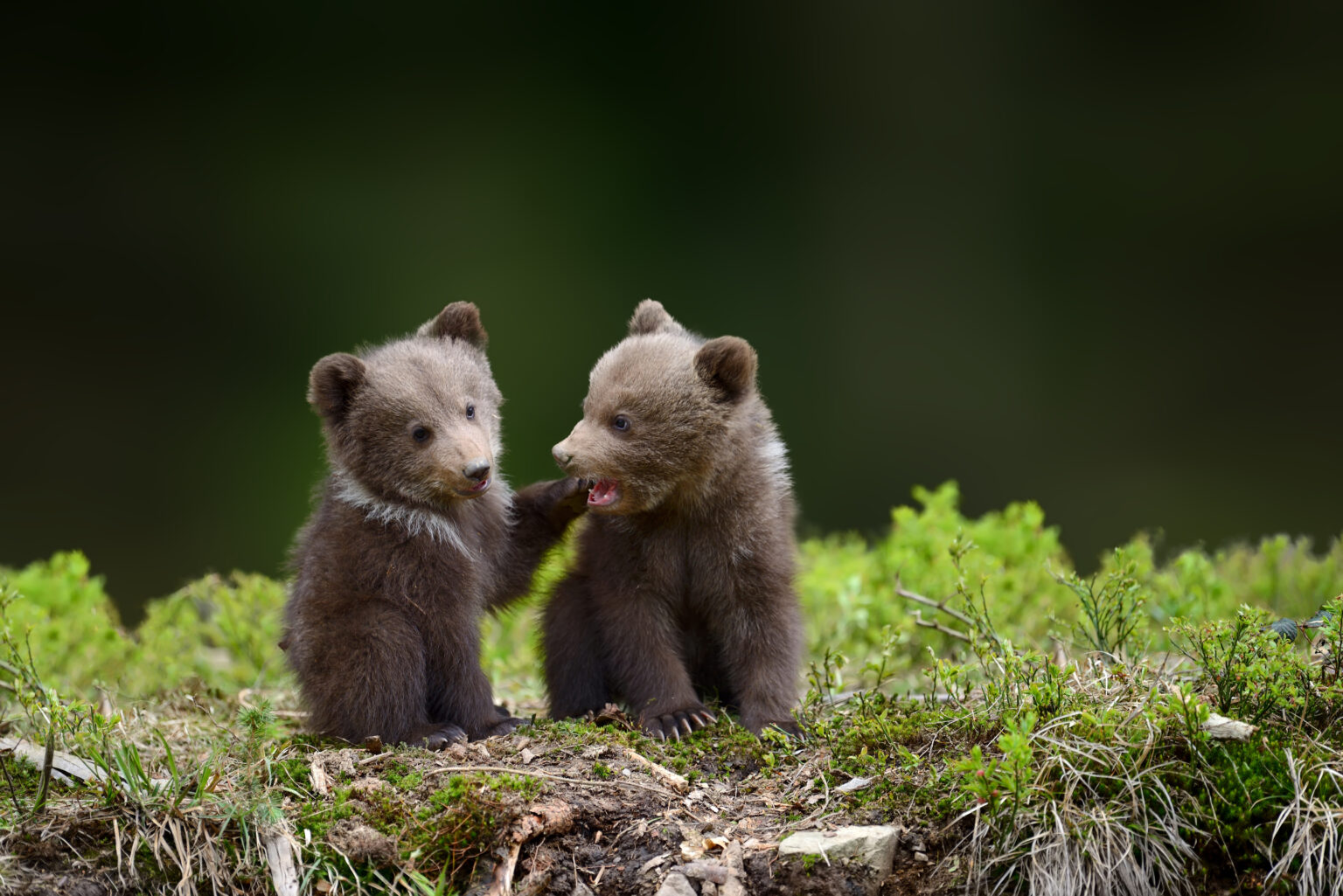 Bears Hunted in Denali Bears Hunted in Denali