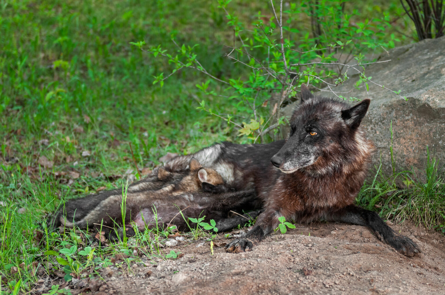 Killing Nursing Pups Legal Killing Nursing Pups Legal