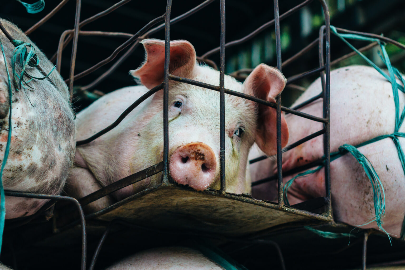 Pigs for Slaughter Pigs for Slaughter