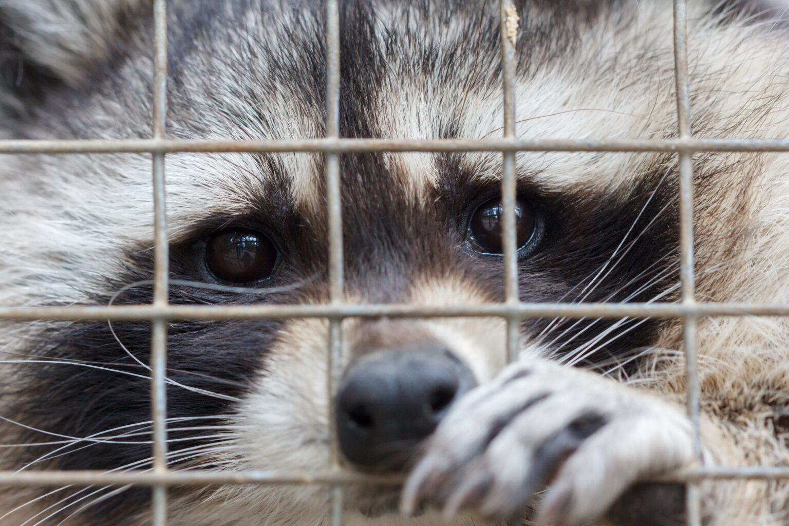 Raccoon in cage Raccoon in cage