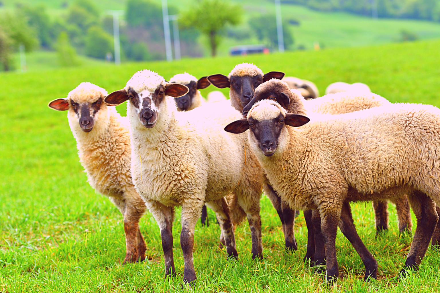 Antivax-sheep Antivax-sheep