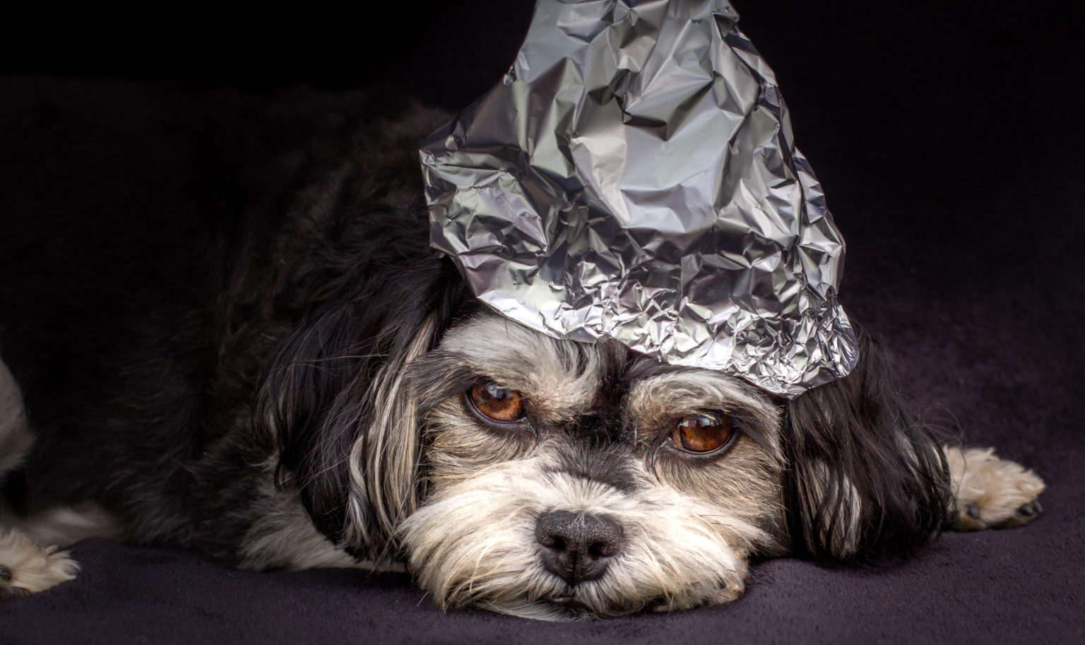 tinfoil hat dog Tinfoil hat dog
